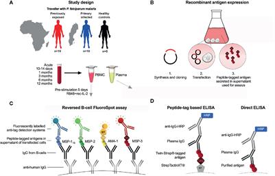 Frontiers | Memory B-Cell Responses Against Merozoite Antigens After ...